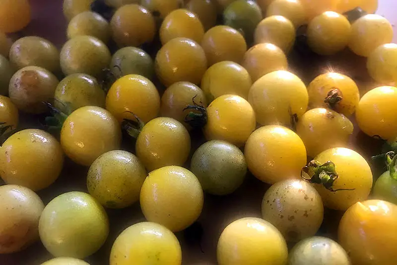 Una imagen horizontal de primer plano de tomates cherry amarillos recién cosechados listos para colocar en el congelador.