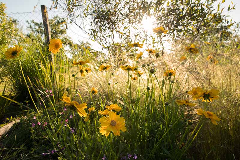 Una imagen horizontal de flores amarillas que crecen en el jardín fotografiado bajo el sol de la tarde