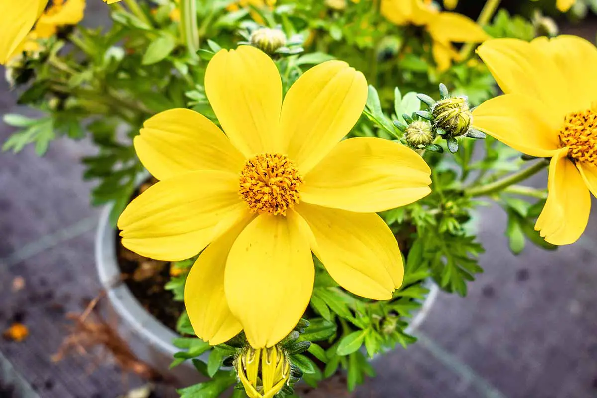 Una imagen horizontal de primer plano de flores cosmos de azufre amarillo que crecen en contenedores.