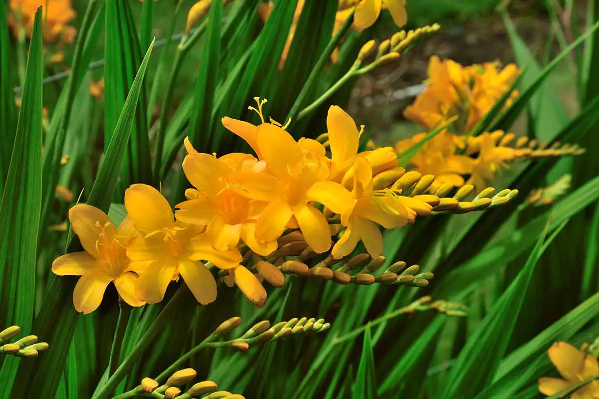 Una imagen horizontal de primer plano de flores de crocosmia amarillas brillantes que crecen en el jardín.