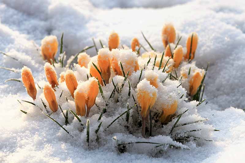Un primer plano de capullos de azafrán amarillos que empujan a través de la nieve a la luz del sol y se desvanecen en un enfoque suave en el fondo.
