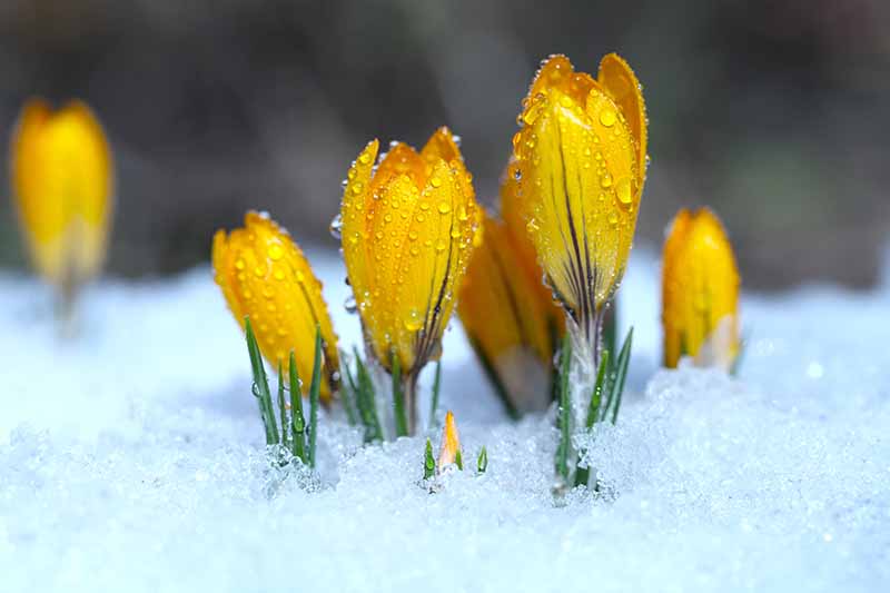 Un primer plano de flores amarillas de azafrán empujando a través de la nieve a principios de la primavera con gotas de agua en sus pétalos bajo el sol filtrado en un fondo de enfoque suave.