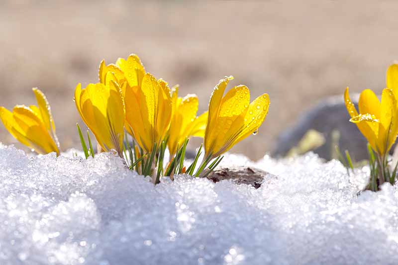 Un primer plano de flores de azafrán amarillas que crecen a través de un manto de nieve a la luz del sol con un fondo de enfoque suave.