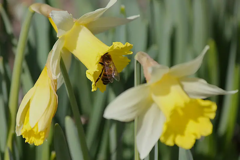Una imagen horizontal de cerca de una abeja alimentándose de una flor amarilla, representada a la luz del sol sobre un fondo de enfoque suave.