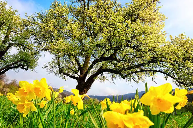 Una imagen horizontal de un árbol grande con flores amarillas brillantes que crecen en primer plano contra un fondo de cielo azul.