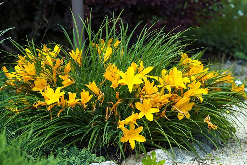 Una imagen horizontal de azucenas amarillas que crecen en un borde de jardín.
