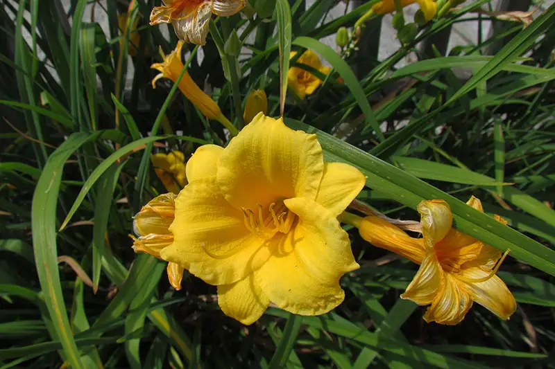 Un primer plano de una flor de azucena amarilla que crece en el jardín, rodeada de follaje a la luz del sol.