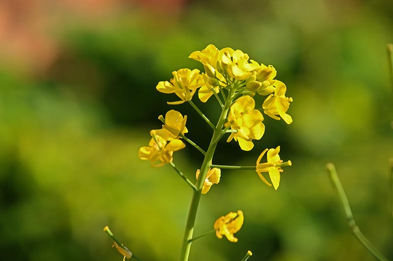 Una imagen horizontal de cerca de las pequeñas flores amarillas de una planta de brassica que se ha atornillado, fotografiada con un sol brillante en un fondo de enfoque suave.