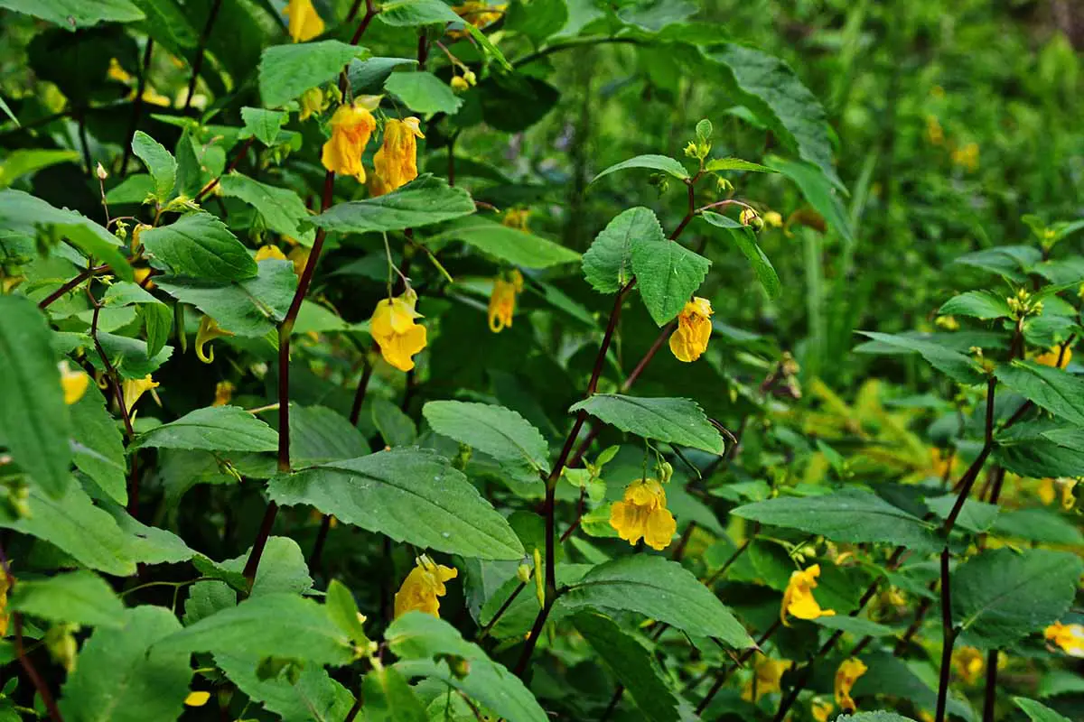 Una imagen horizontal de jewelweed amarillo que crece salvaje en un entorno boscoso.