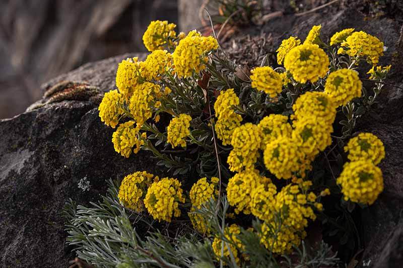 Una imagen horizontal de primer plano de flores de alyssum de montaña que crecen en un paisaje rocoso.