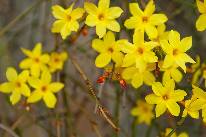 Una imagen horizontal de primer plano de flores amarillas de jazmín de invierno que crecen en el jardín.