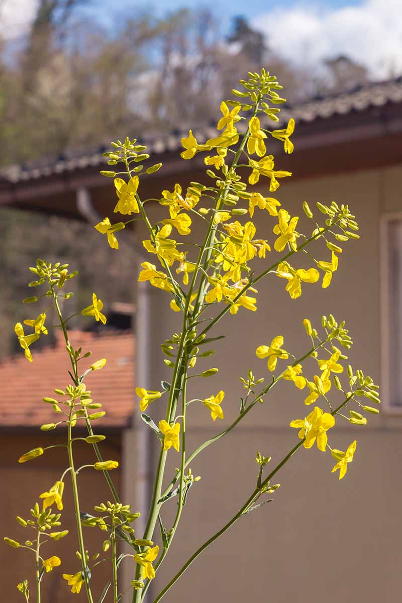 Una imagen vertical de una planta de col rizada que se ha atornillado y ha comenzado a florecer con una casa al fondo con un enfoque suave.
