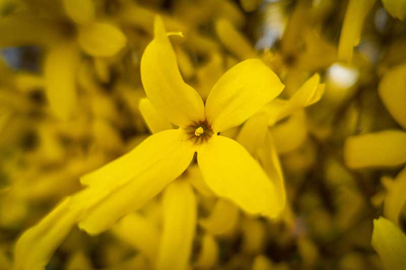 Un primer plano de flores amarillas de forsythia que crecen en el jardín.