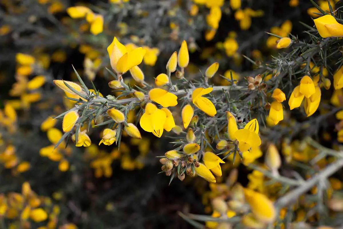 Una imagen horizontal de primer plano de las flores amarillas brillantes de la aulaga que crece salvaje.