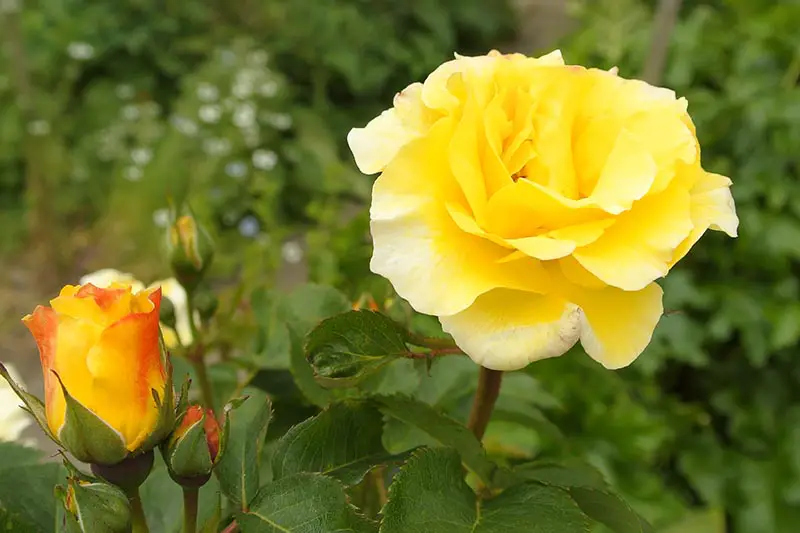 Una imagen horizontal de cerca de una rosa de arbusto amarillo brillante que crece en el jardín.