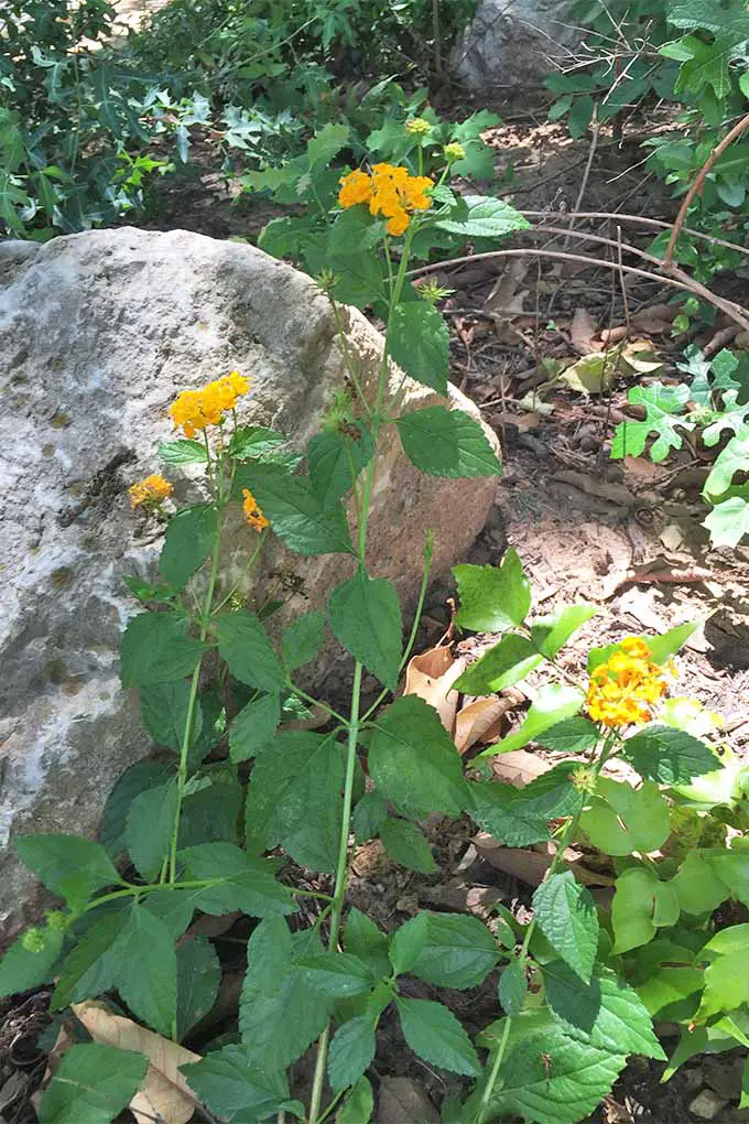 Imagen vertical de flores amarillas de lantana, con racimos de flores en la parte superior de tallos largos con hojas verdes, que crecen en suelo marrón con una gran roca gris.
