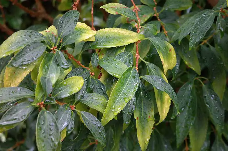 Una imagen horizontal de primer plano del follaje de un arbusto de forsythia con hojas que empiezan a ponerse amarillas, cubiertas de gotas de agua.
