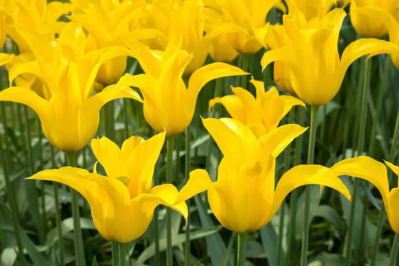 Una imagen horizontal de primer plano de tulipanes amarillos con flores de lirio que crecen en el jardín a la luz del sol.