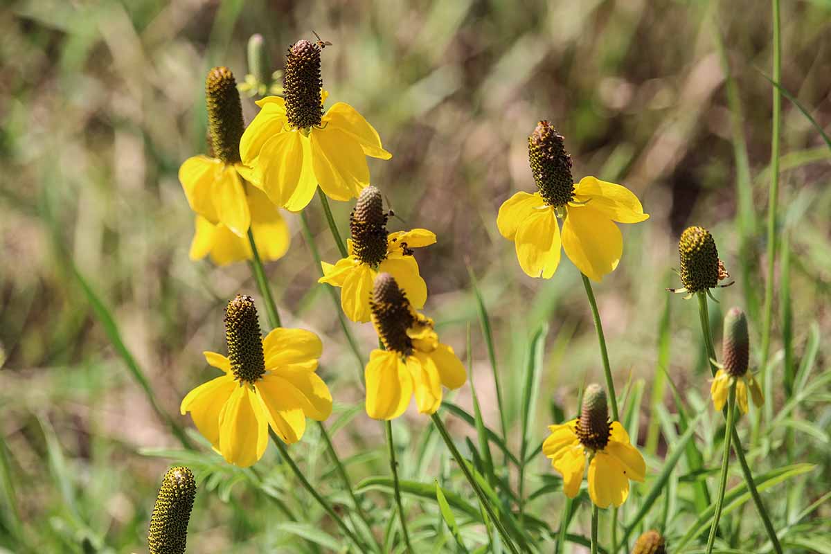 Una imagen horizontal de primer plano de flores amarillas de sombrero mexicano que crecen en el jardín representadas bajo el sol brillante en un fondo de enfoque suave.