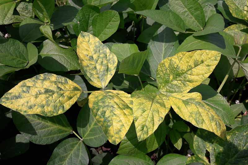 Una imagen horizontal de primer plano de una planta que sufre de una condición viral que causa hojas amarillentas fotografiadas bajo la luz del sol.