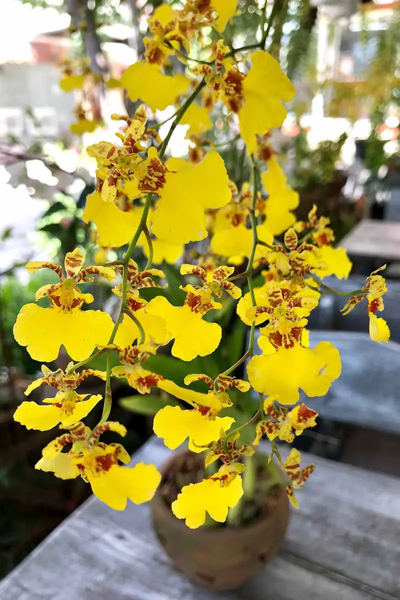 Una imagen vertical de flores de orquídeas amarillas y rojas que crecen en una maceta sobre una superficie de madera al aire libre.