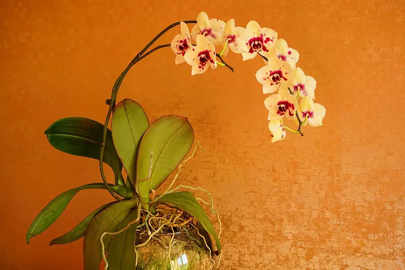 Una imagen horizontal de cerca de una planta de orquídeas que crece en una maceta de vidrio con flores amarillas y rojas en un fondo naranja.