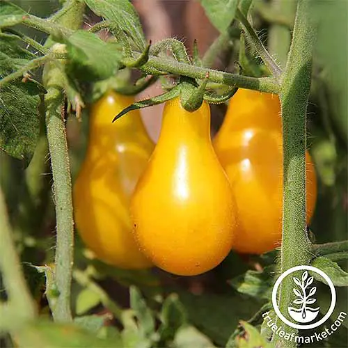 Primer plano de tres tomates amarillos en forma de pera que crecen en una planta verde.