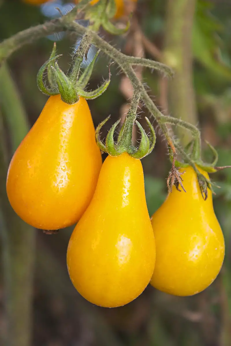 Una imagen vertical de primer plano de los tomates 'Yellow Pear' que crecen en la vid en un fondo de enfoque suave.