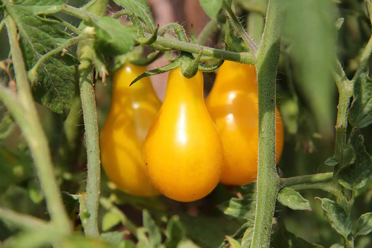 Una imagen horizontal de primer plano de tomates maduros 'Yellow Pear' que crecen en el jardín fotografiados bajo el sol brillante sobre un fondo de enfoque suave.
