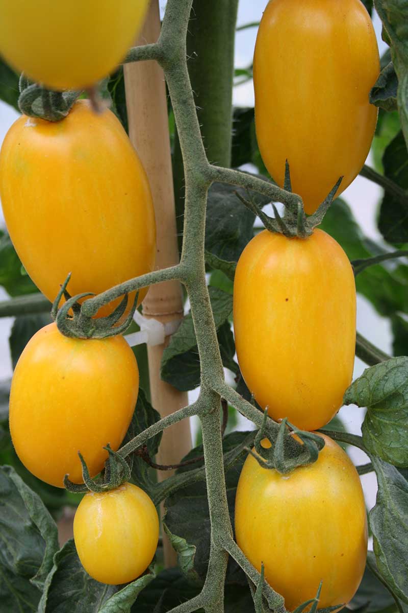 Una imagen vertical de tomates amarillos maduros que crecen en el jardín, unidos a una estaca de bambú, representados en un fondo de enfoque suave.