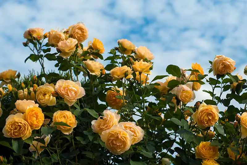 Una imagen horizontal de cerca de rosas amarillas que crecen en el jardín en un fondo de cielo azul.