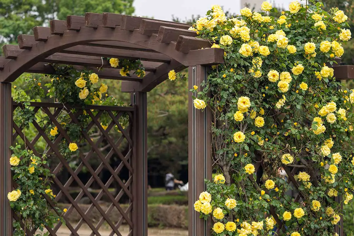 Una imagen horizontal de primer plano de rosas amarillas que crecen en un cenador de madera.