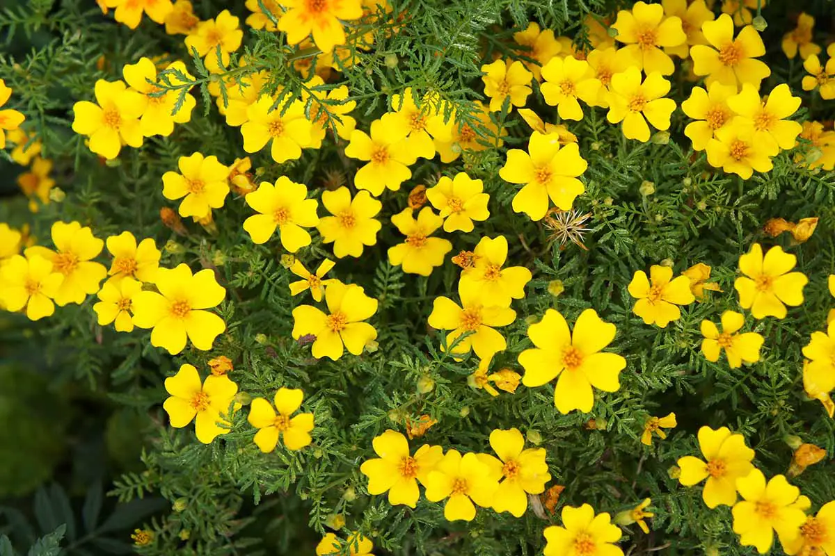 Una imagen horizontal de primer plano de un grupo de caléndulas amarillas brillantes (Tagetes tenuifolia) que crecen en un borde de jardín.