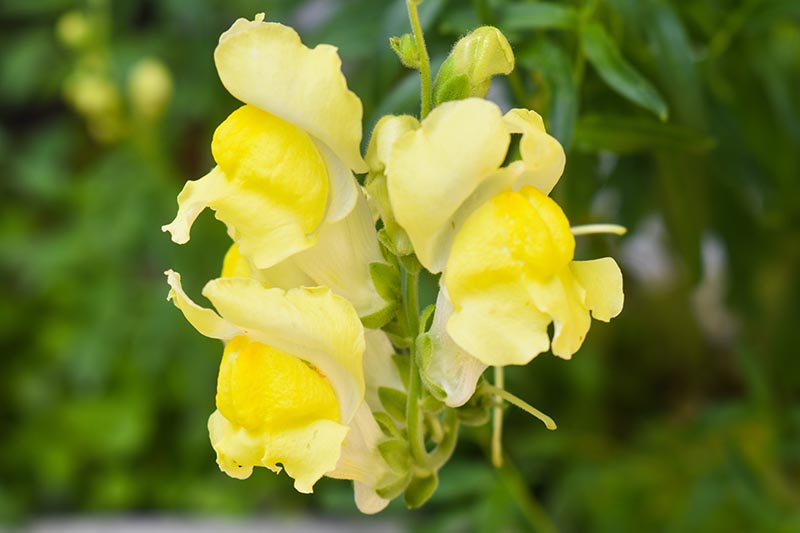 Una imagen horizontal de primer plano de las flores amarillas de Antirrhinum que crecen en el jardín representadas en un fondo verde de enfoque suave.