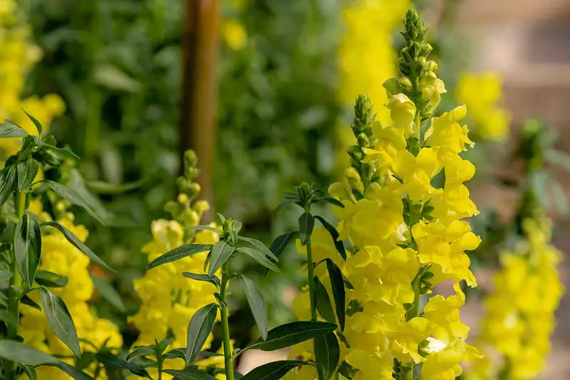 Una imagen horizontal de primer plano de flores amarillas de boca de dragón que crecen en el jardín representadas en un fondo de enfoque suave.