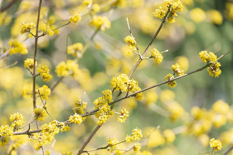 Una imagen horizontal de primer plano de flores amarillas de especias que crecen en el jardín en un fondo de enfoque suave.