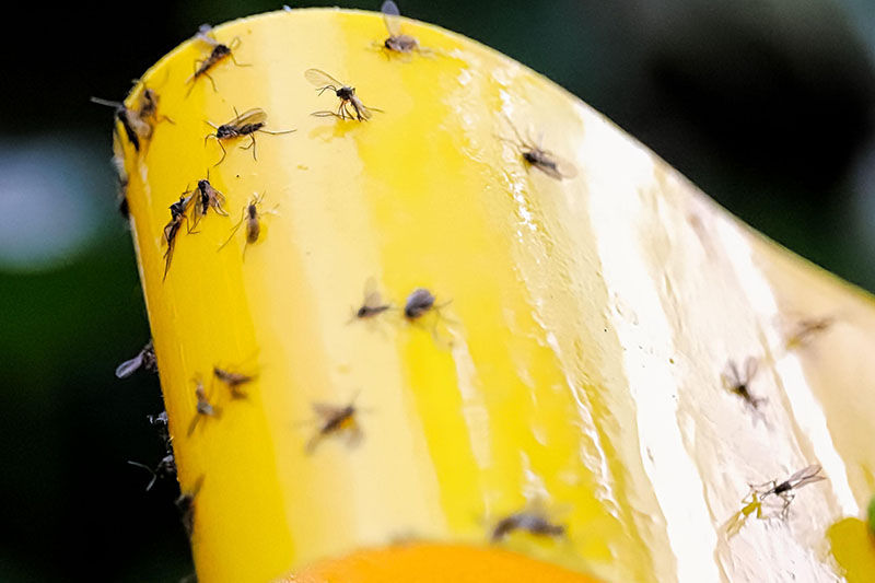 Una imagen horizontal de cerca de mosquitos de hongos pegados a una trampa pegajosa amarilla, representada en un fondo oscuro de enfoque suave.