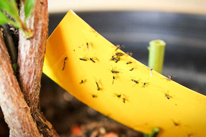 Una imagen horizontal de primer plano de trampas pegajosas amarillas que se utilizan para atraer y atrapar mosquitos de hongos.