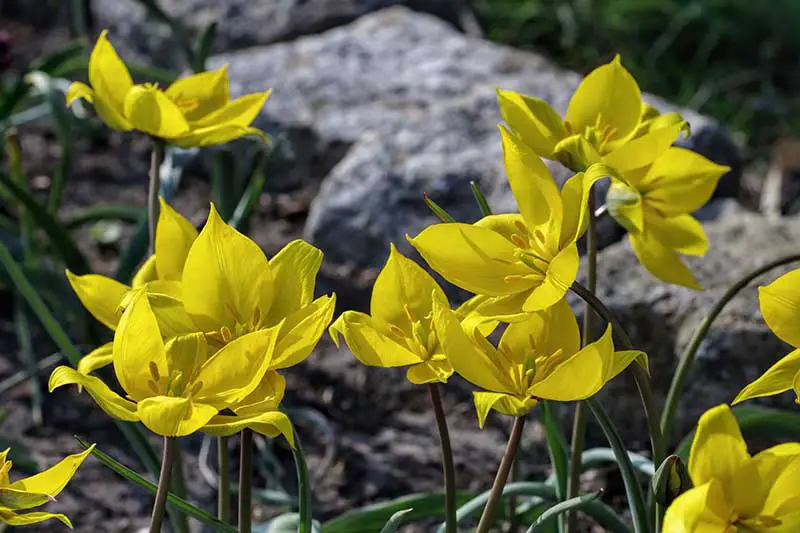 Una imagen horizontal de primer plano de flores amarillas brillantes de Tulipa sylvestris que crecen en el jardín con rocas en un enfoque suave en el fondo.