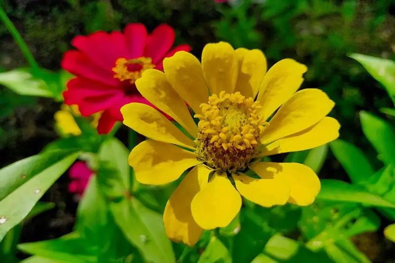 Una imagen horizontal de cerca de una flor amarilla que crece en el jardín fotografiada bajo un sol brillante con una flor roja en un enfoque suave en el fondo.