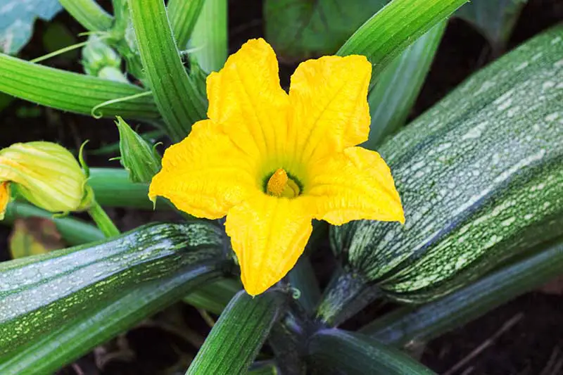Un primer plano de una flor amarilla brillante de Cucurbita pepo que crece en el jardín.