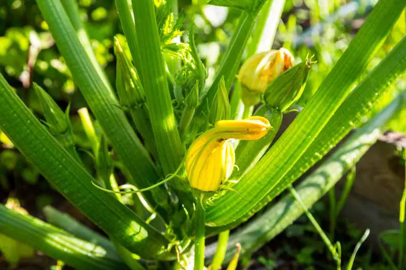 Un primer plano de la flor amarilla brillante de una planta de calabacín, que crece en el jardín, a la luz del sol sobre un fondo de enfoque suave.