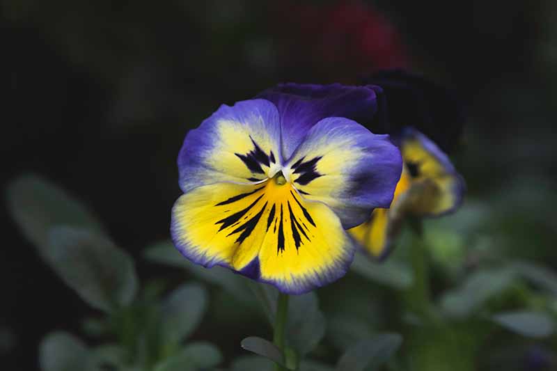 Un primer plano de una viola bicolor amarilla y azul representada en un fondo oscuro de enfoque suave.