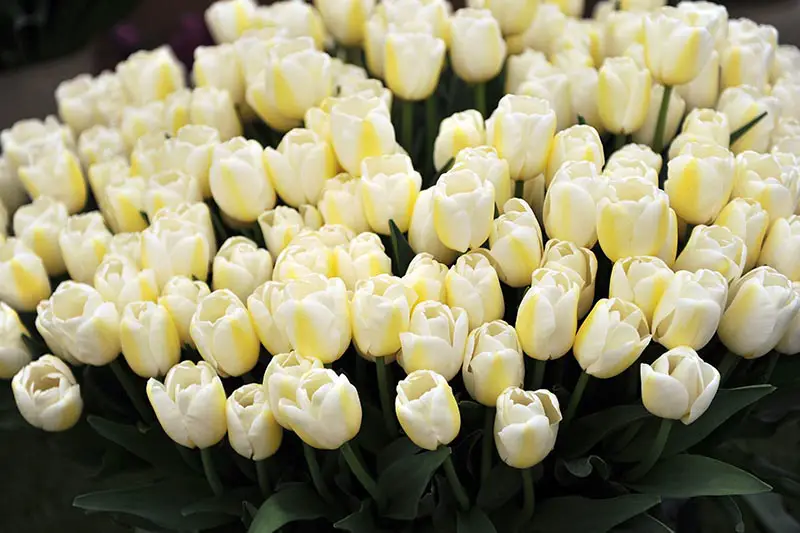 Una imagen horizontal de primer plano de delicados tulipanes Single Late bicolor amarillo y blanco cremoso fotografiados sobre un fondo oscuro de enfoque suave.