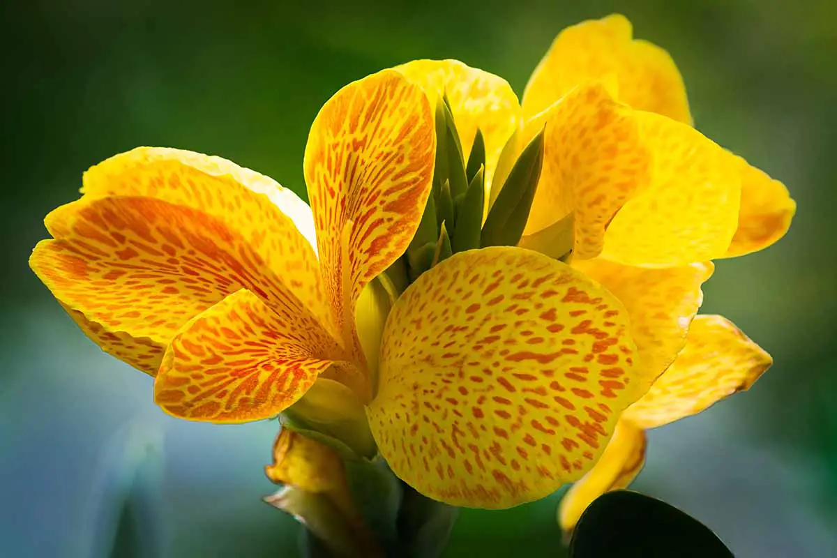Una imagen horizontal de primer plano de una flor de lirio de canna bicolor amarilla y naranja representada en un fondo de enfoque suave.