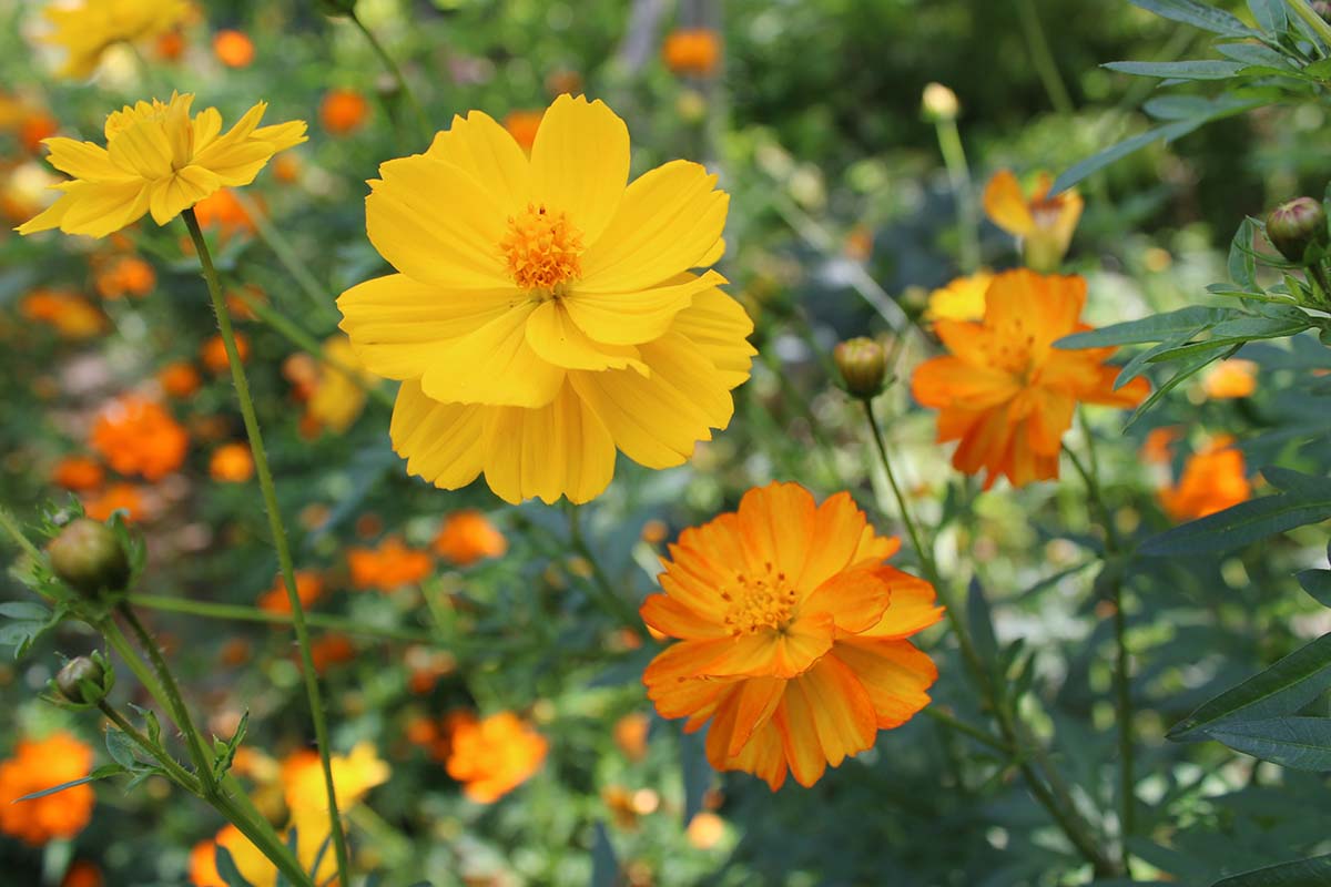 Una imagen horizontal de primer plano de flores cosmos amarillas y naranjas brillantes que crecen en el jardín representadas en un fondo de enfoque suave.