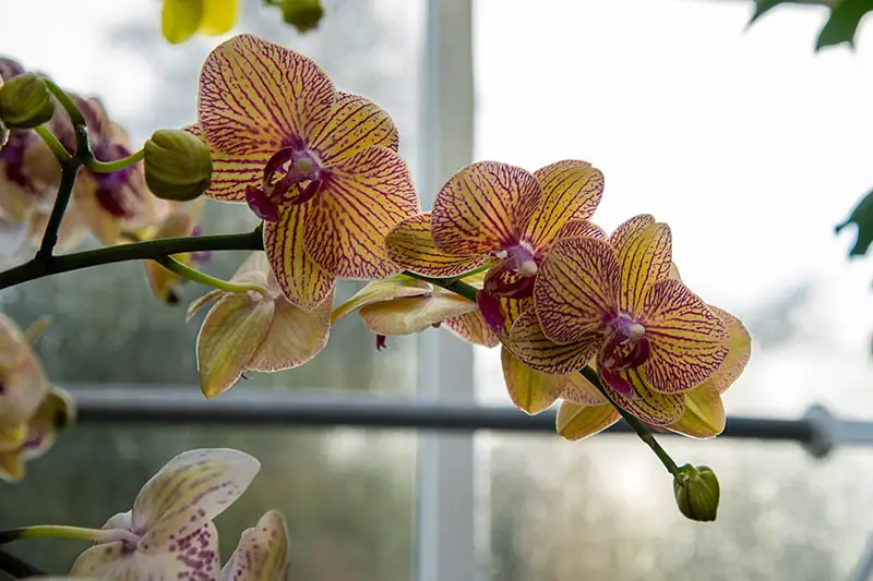 Una imagen horizontal de primer plano de las flores de orquídeas Phalaenopsis que crecen en una maceta en un alféizar.