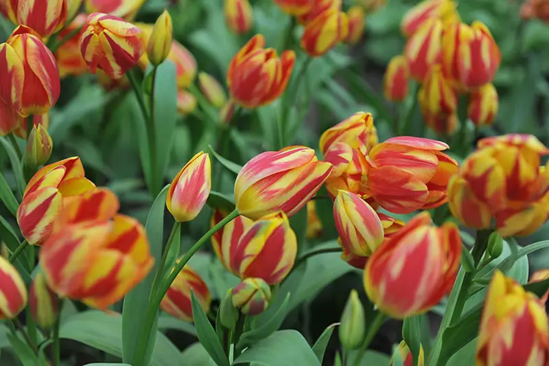 Una imagen horizontal de primer plano de tulipanes individuales tardíos bicolores rojos y amarillos que crecen en el jardín.