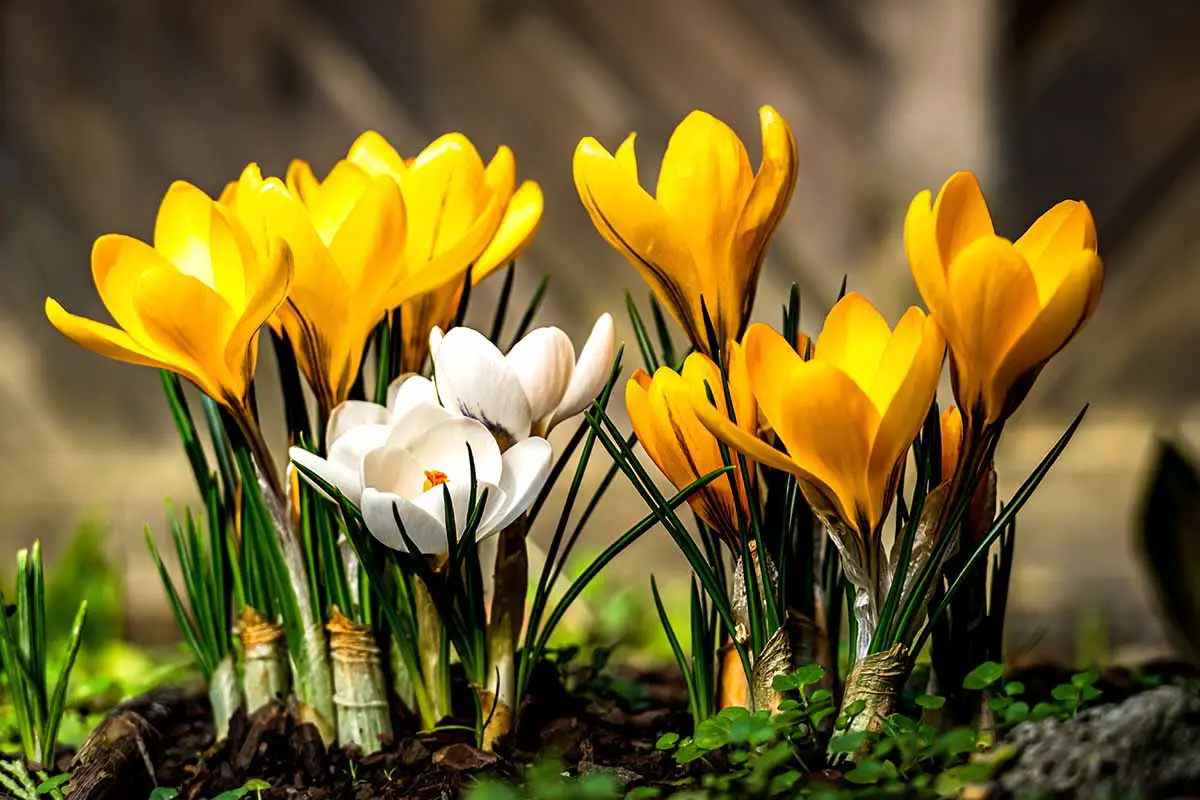 Una imagen horizontal de primer plano de flores de azafrán amarillas y blancas que crecen en una sembradora representada en un fondo de enfoque suave.