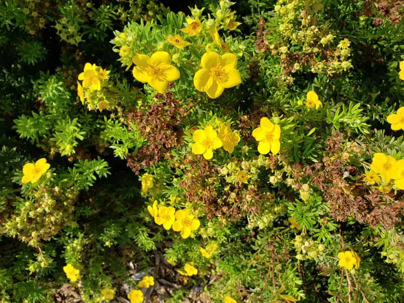  A close up horizontal image of yellow cinquefoil bush flowers in bloom growing in the garden pictured in bright sunshine. 